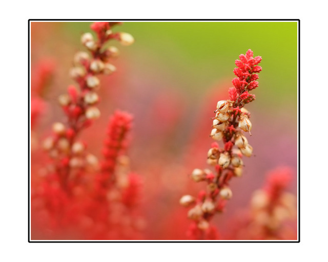 Red heather Close-Up Photography