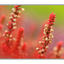 Red heather - Close-Up Photography