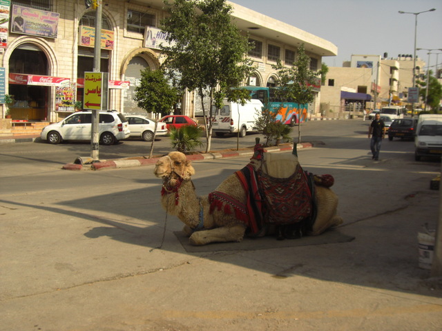 CIMG6033 Vehicles in Holy Land