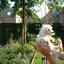 Cindy in de vijver 29-07-02 4 - In de tuin 2001