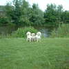 Honden te water 01-06-03 11 - Various Outdoors from 2002 ...