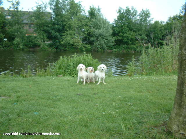 Honden te water 01-06-03 11 Various Outdoors from 2002 to present