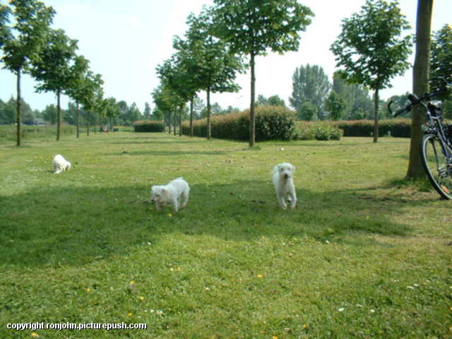Honden te water 01-06-03 21 Various Outdoors from 2002 to present