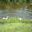 Honden te water 01-06-03 26 - Various Outdoors from 2002 to present