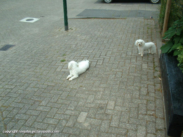 Lizzy en Whitney 04-06-02 In de tuin 2001