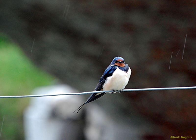 rondinella sotto la pioggia - 