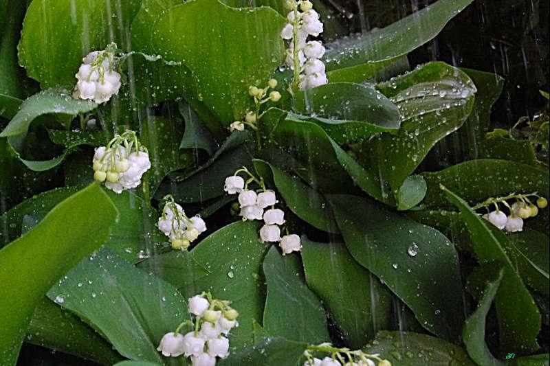 mughetti sotto la piggia - 