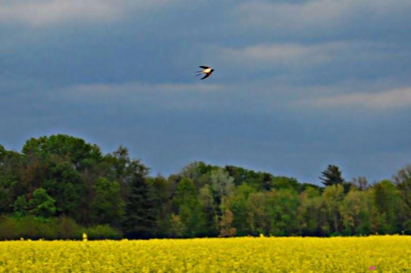 rondine con cielo cupo - 