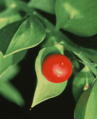 Ruscus-aculeatus-pungitopo - 