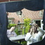 John en Annemiek 23-06-09 1 - In de tuin 2010