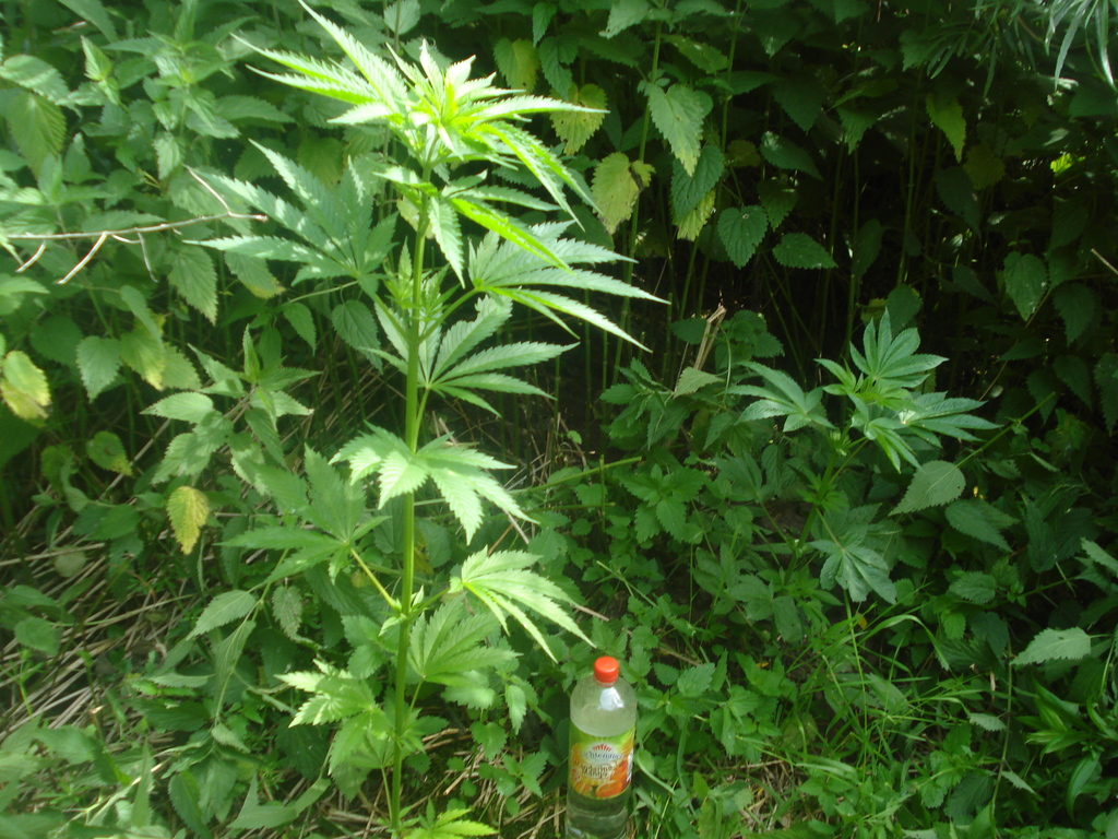 Lip Jade und Top 44+DU - 