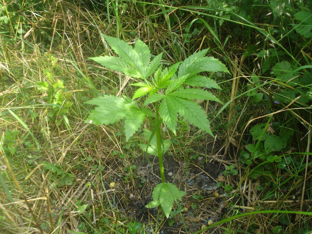 Durban Poison+Passion Nr1 - 