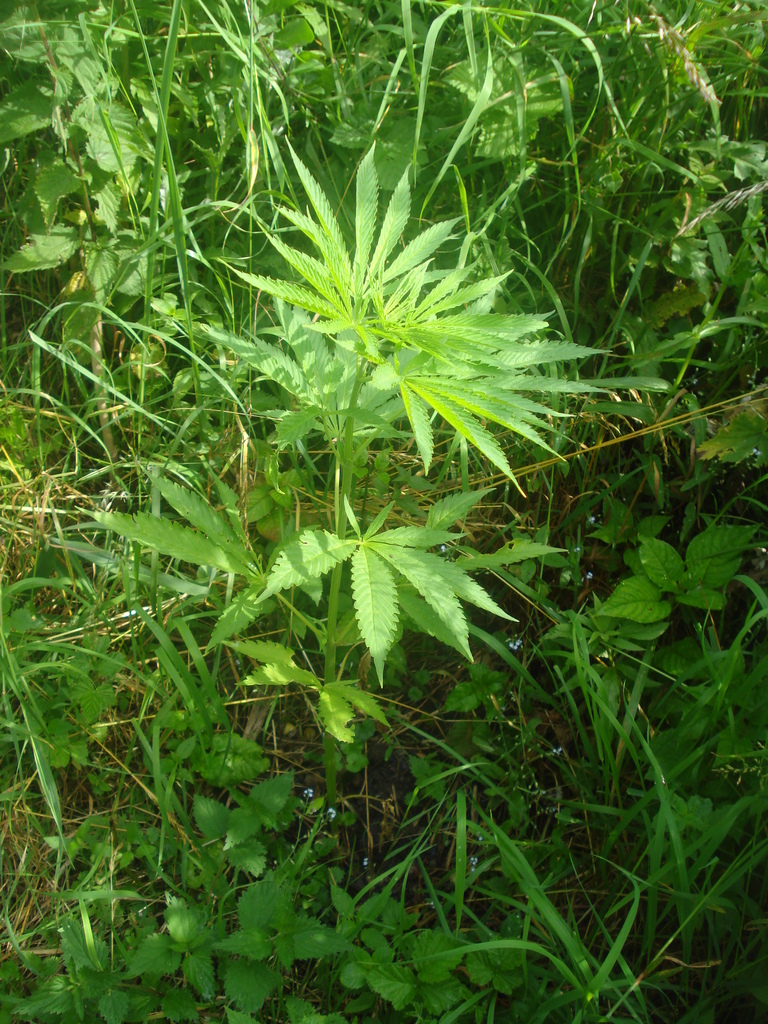 Unbekannte Schweizer - 