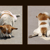 Pompeii Dog - Italy photos