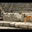 -Pompeii Dog - Italy photos