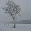 Sneeuw3 - Nature calls