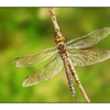 Dragonfly - Close-Up Photography