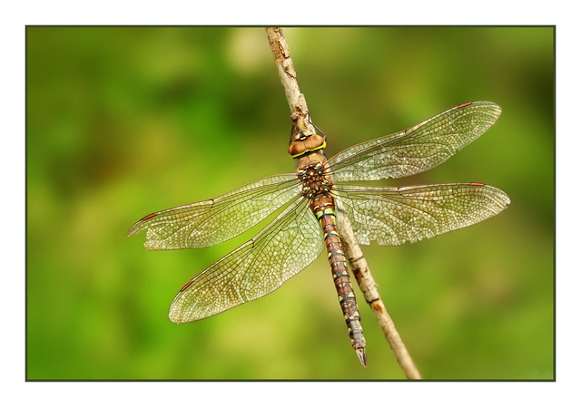 Dragonfly Close-Up Photography