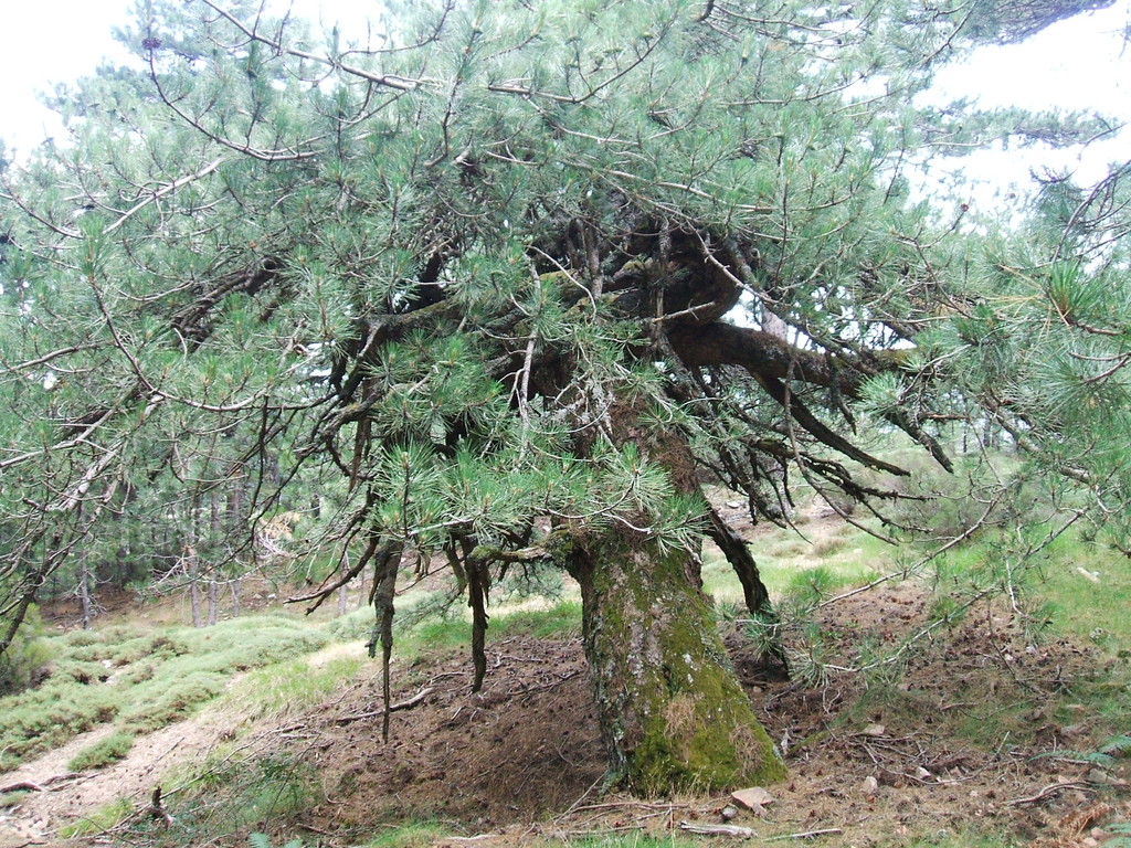 nevicata casa 20.03.2009 024 - 