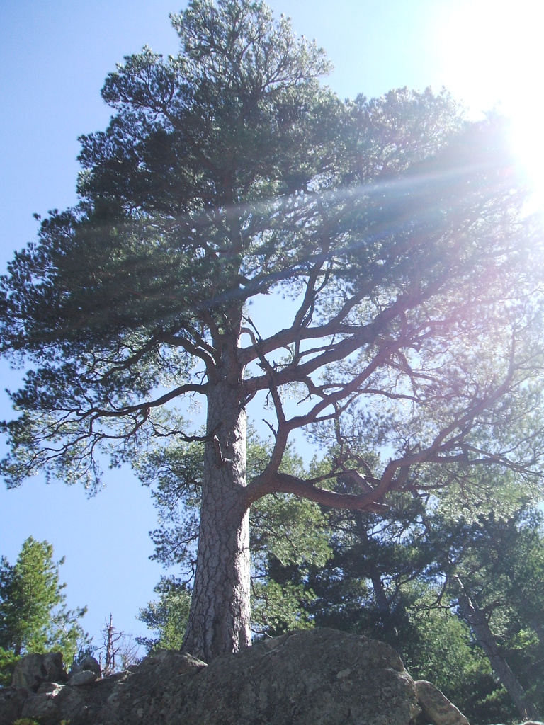 nevicata casa 20.03.2009 038 - 