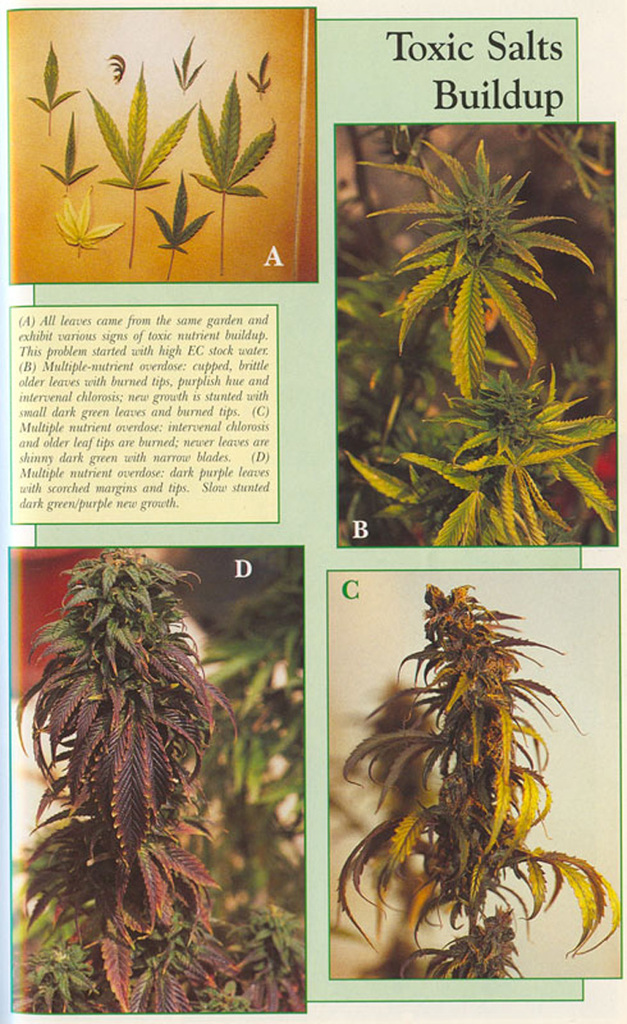 19753ToxicSaltsBuildup - 