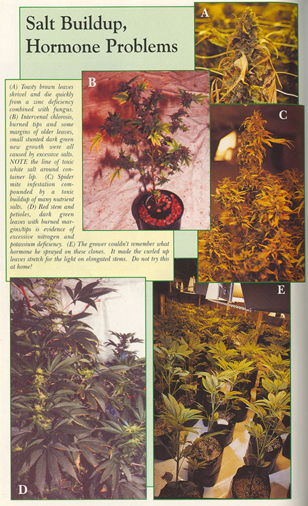 19753SaltBuildup-HormoneProblems - 