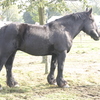 2007 09 23 044 - power Horse