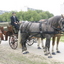 2007 09 23 116 - power Horse