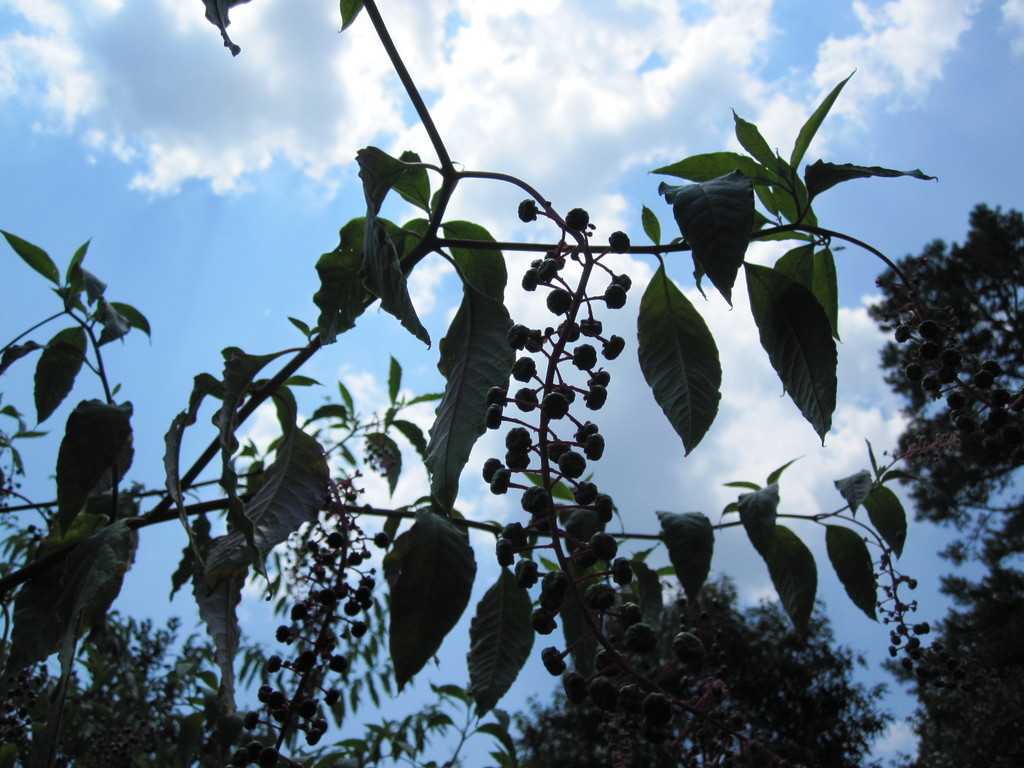 IMG 2946 - ZdjÄ™cia rÃ³Å¼ne