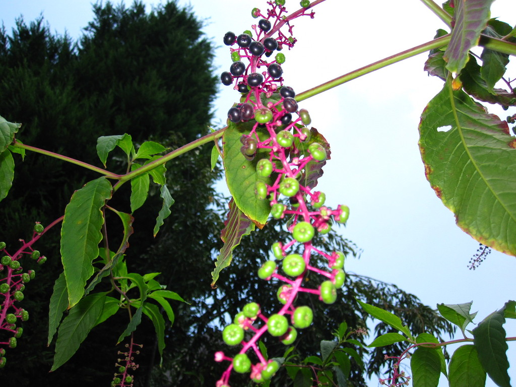 IMG 2950 - ZdjÄ™cia rÃ³Å¼ne