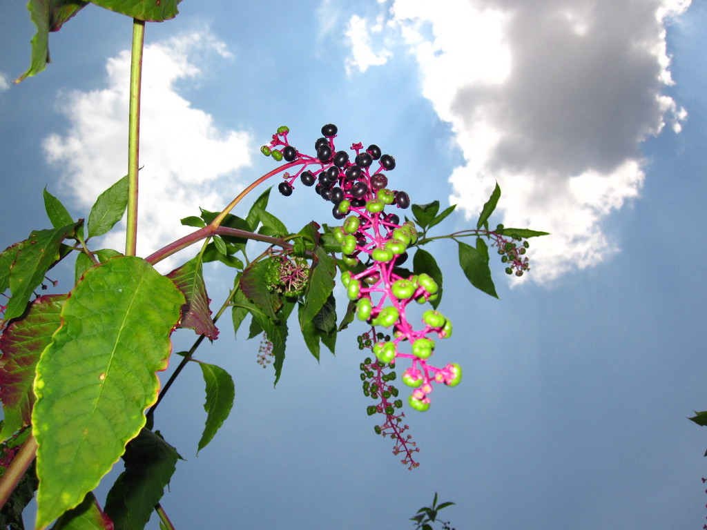 IMG 2951 - ZdjÄ™cia rÃ³Å¼ne