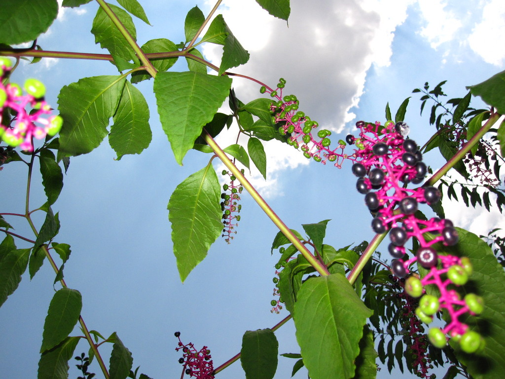 IMG 2952 - ZdjÄ™cia rÃ³Å¼ne