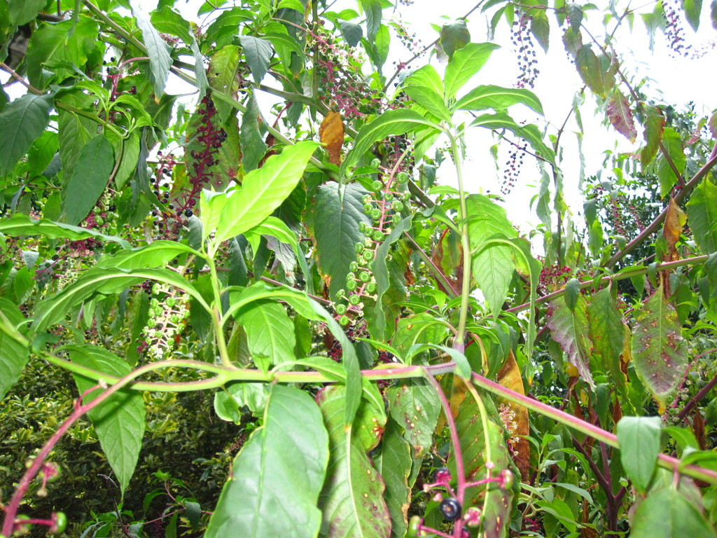 IMG 2954 - ZdjÄ™cia rÃ³Å¼ne