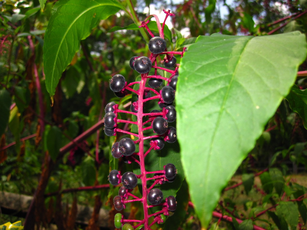 IMG 2959 - ZdjÄ™cia rÃ³Å¼ne