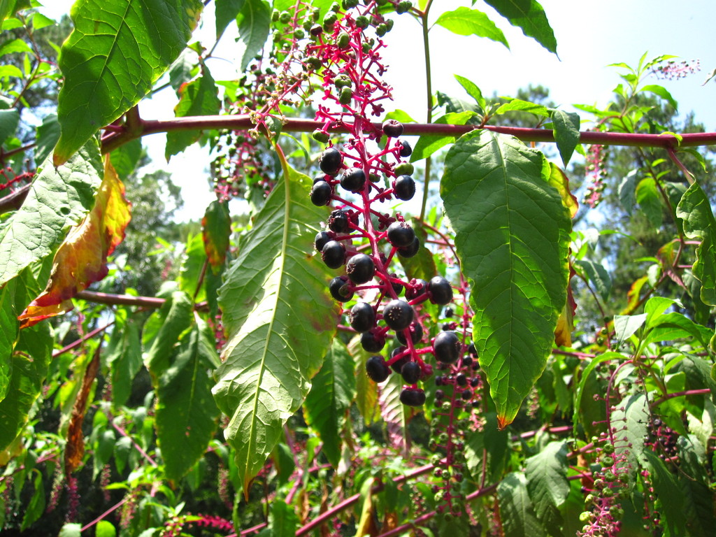 IMG 2961 - ZdjÄ™cia rÃ³Å¼ne