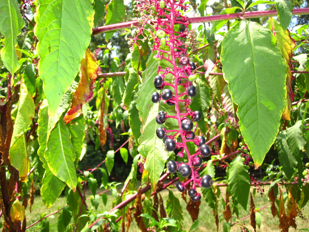 IMG 2966 - ZdjÄ™cia rÃ³Å¼ne