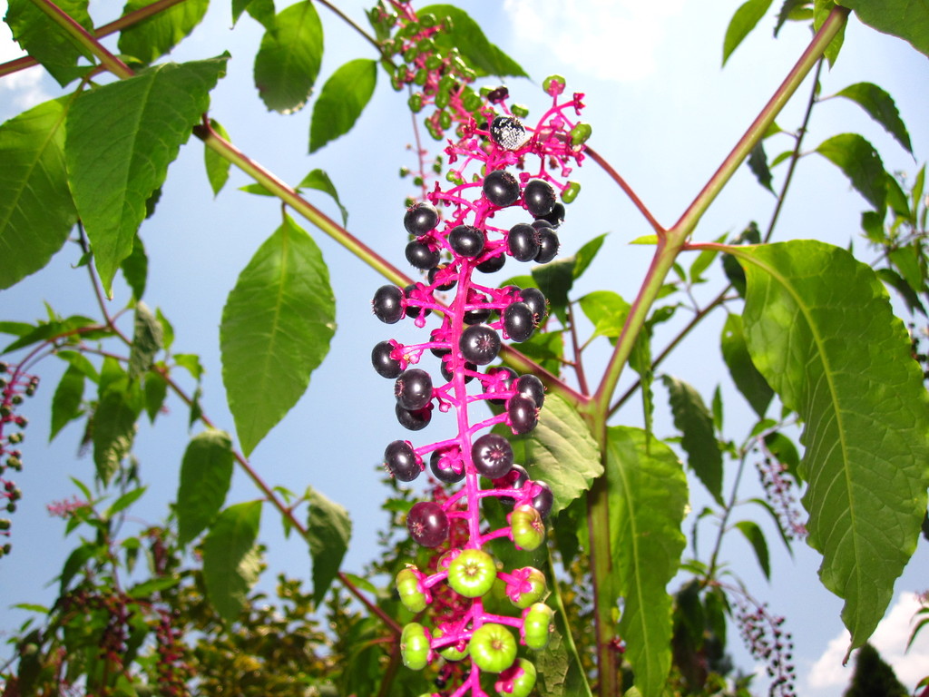 IMG 2976 - ZdjÄ™cia rÃ³Å¼ne