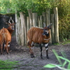 Â© RenÃ© Vriezen 2009-07-18... - WWP 2 Burgers Zoo Arnhem za...