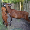 Â© RenÃ© Vriezen 2009-07-18... - WWP 2 Burgers Zoo Arnhem za...