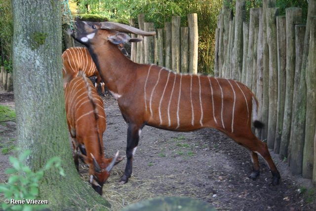 Â© RenÃ© Vriezen 2009-07-18 #0114 WWP 2 Burgers Zoo Arnhem zaterdag 18 juli 2009