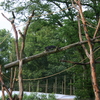 Â© RenÃ© Vriezen 2009-07-18... - WWP 2 Burgers Zoo Arnhem za...