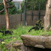 © René Vriezen 2009-07-18 #... - WWP 2 Burgers Zoo Arnhem za...