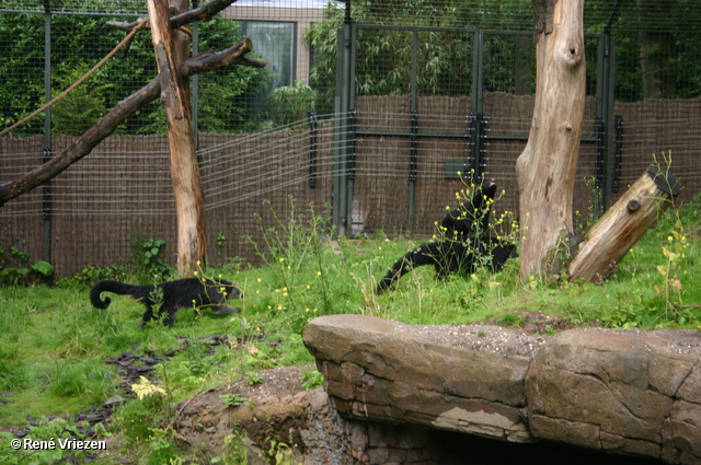 Â© RenÃ© Vriezen 2009-07-18 #0023 WWP 2 Burgers Zoo Arnhem zaterdag 18 juli 2009