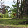 Â© RenÃ© Vriezen 2009-07-18... - WWP 2 Burgers Zoo Arnhem za...