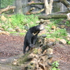 © René Vriezen 2009-07-18 #... - WWP 2 Burgers Zoo Arnhem za...