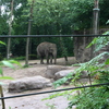 © René Vriezen 2009-07-18 #... - WWP 2 Burgers Zoo Arnhem za...