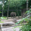 Â© RenÃ© Vriezen 2009-07-18... - WWP 2 Burgers Zoo Arnhem za...