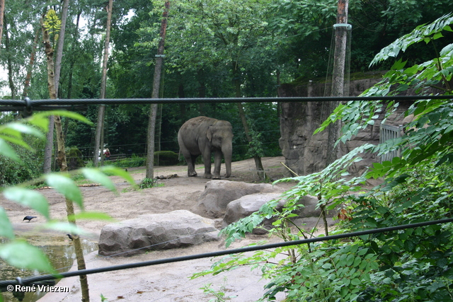 Â© RenÃ© Vriezen 2009-07-18 #0009 WWP 2 Burgers Zoo Arnhem zaterdag 18 juli 2009