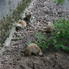 © René Vriezen 2009-07-18 #... - WWP 2 Burgers Zoo Arnhem za...