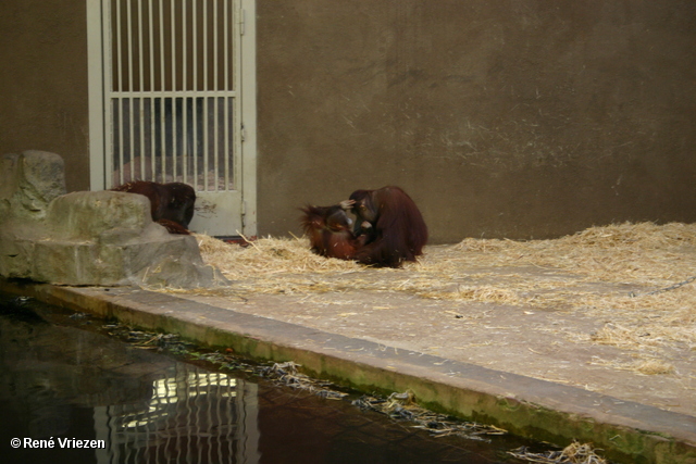 Â© RenÃ© Vriezen 2009-07-18 #0016 WWP 2 Burgers Zoo Arnhem zaterdag 18 juli 2009